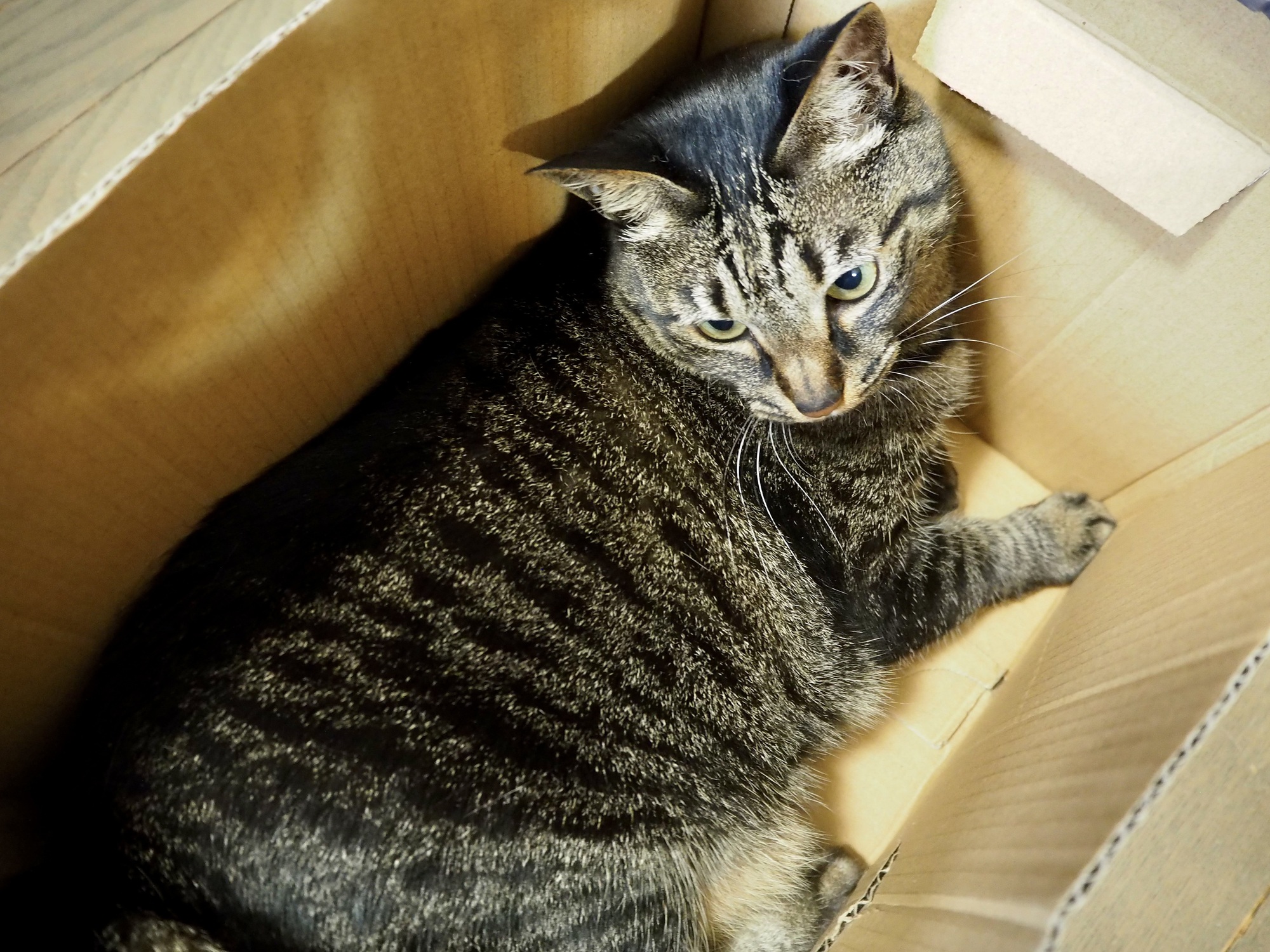 「レンタルショップ」