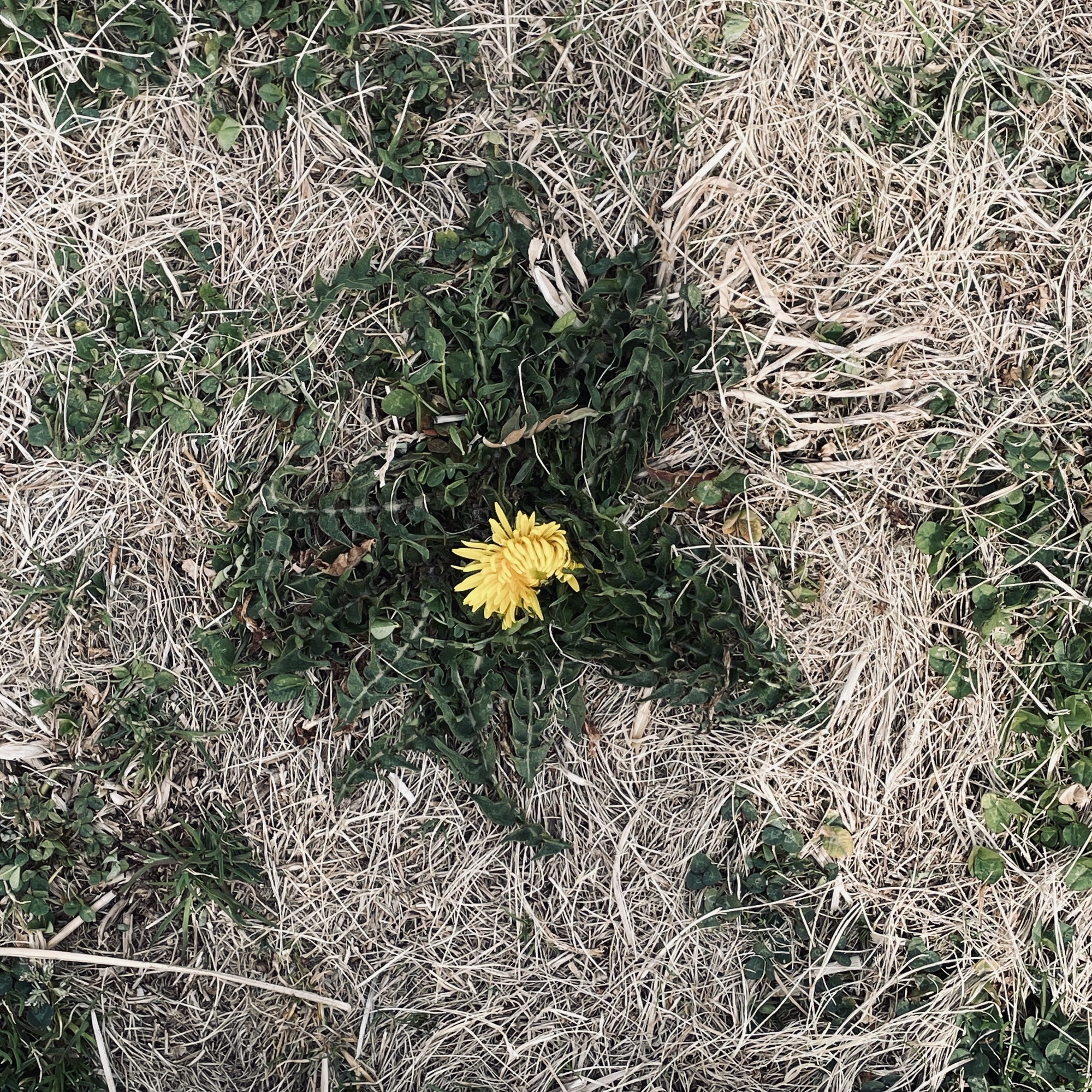 「フラッと。」