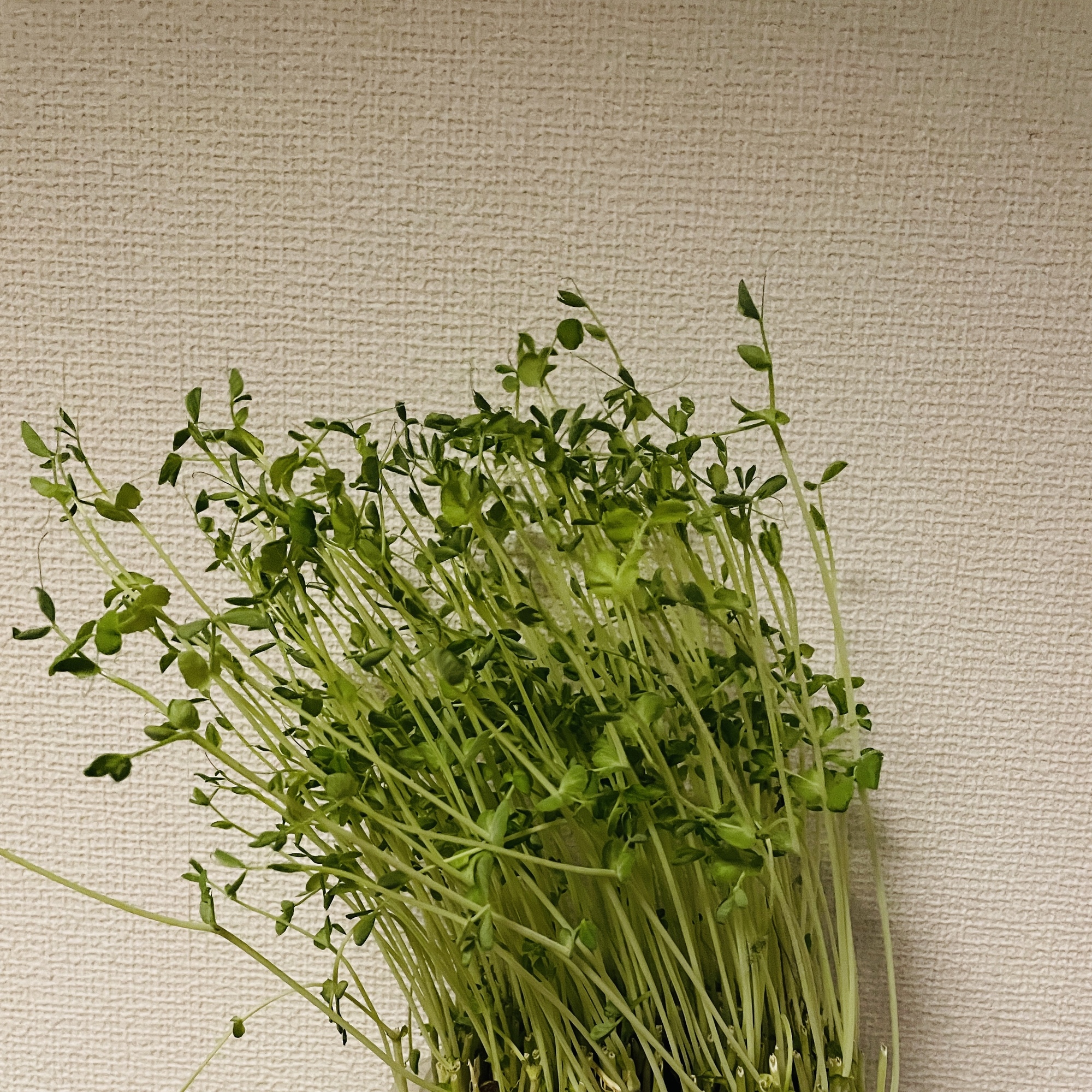 「成長」