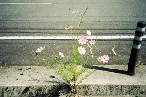 Photo by 詩織